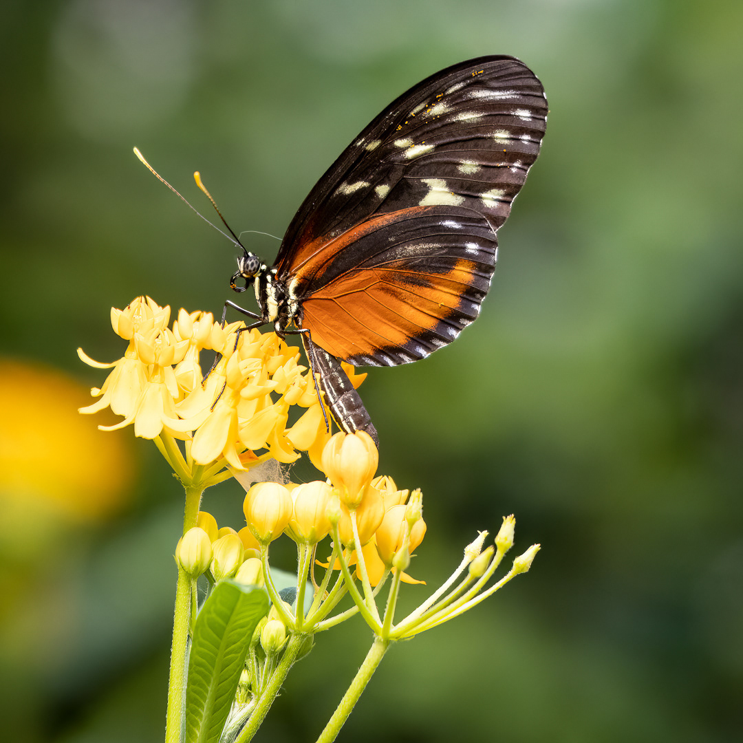Tiger Longwing on Butterfly Weed
