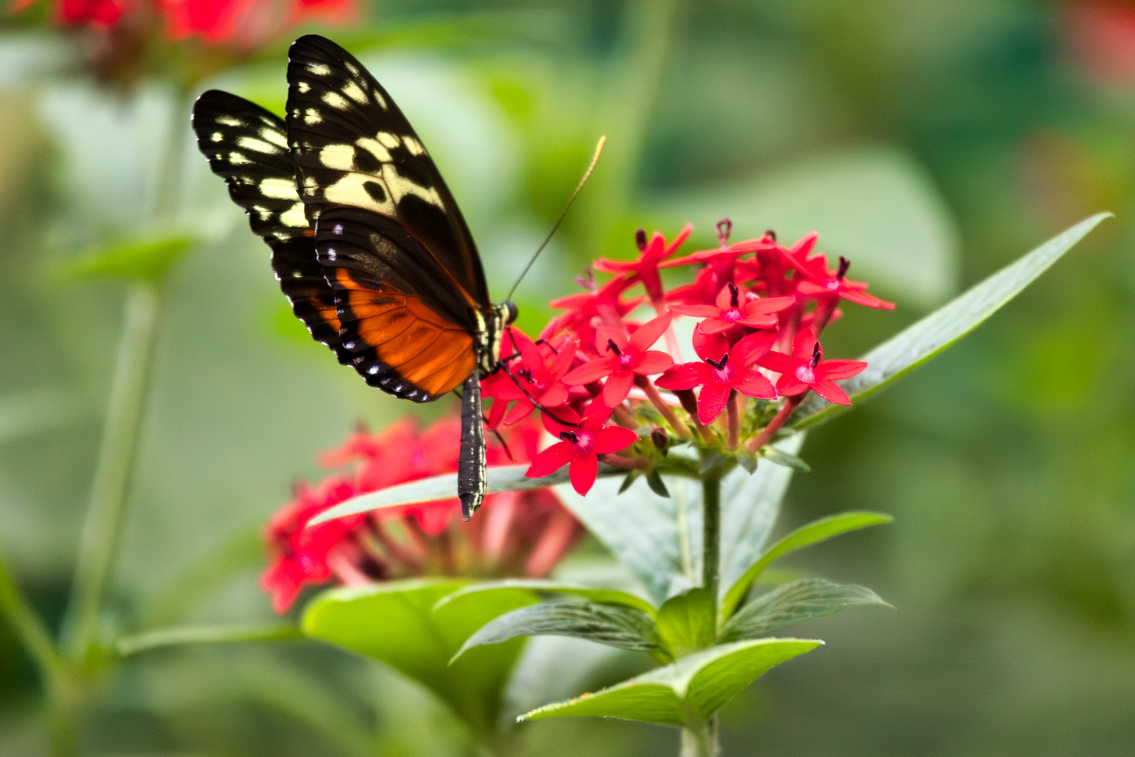Tiger Longwing on Egyptian Cluster