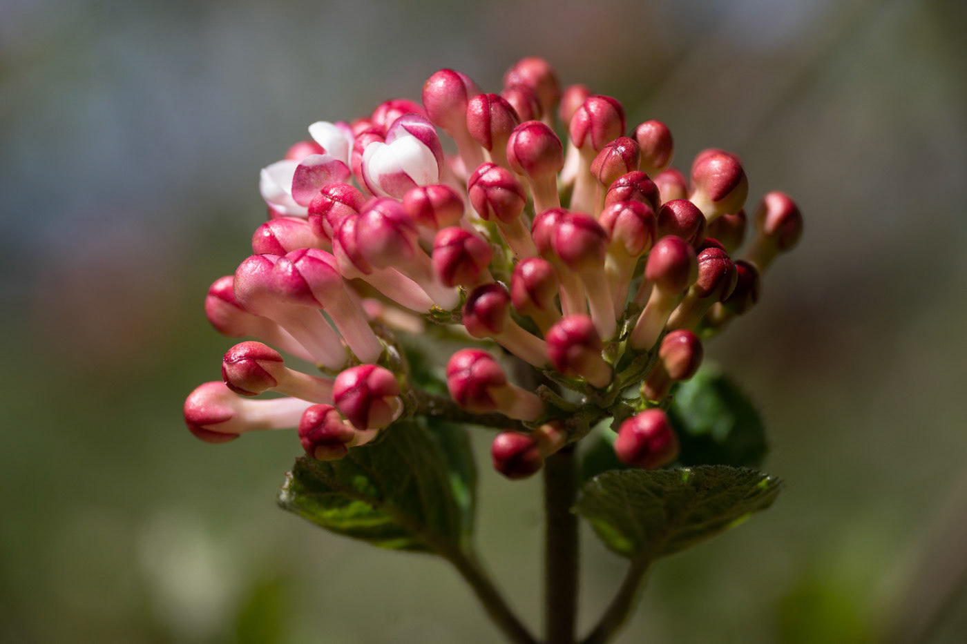 Spring's Awakening