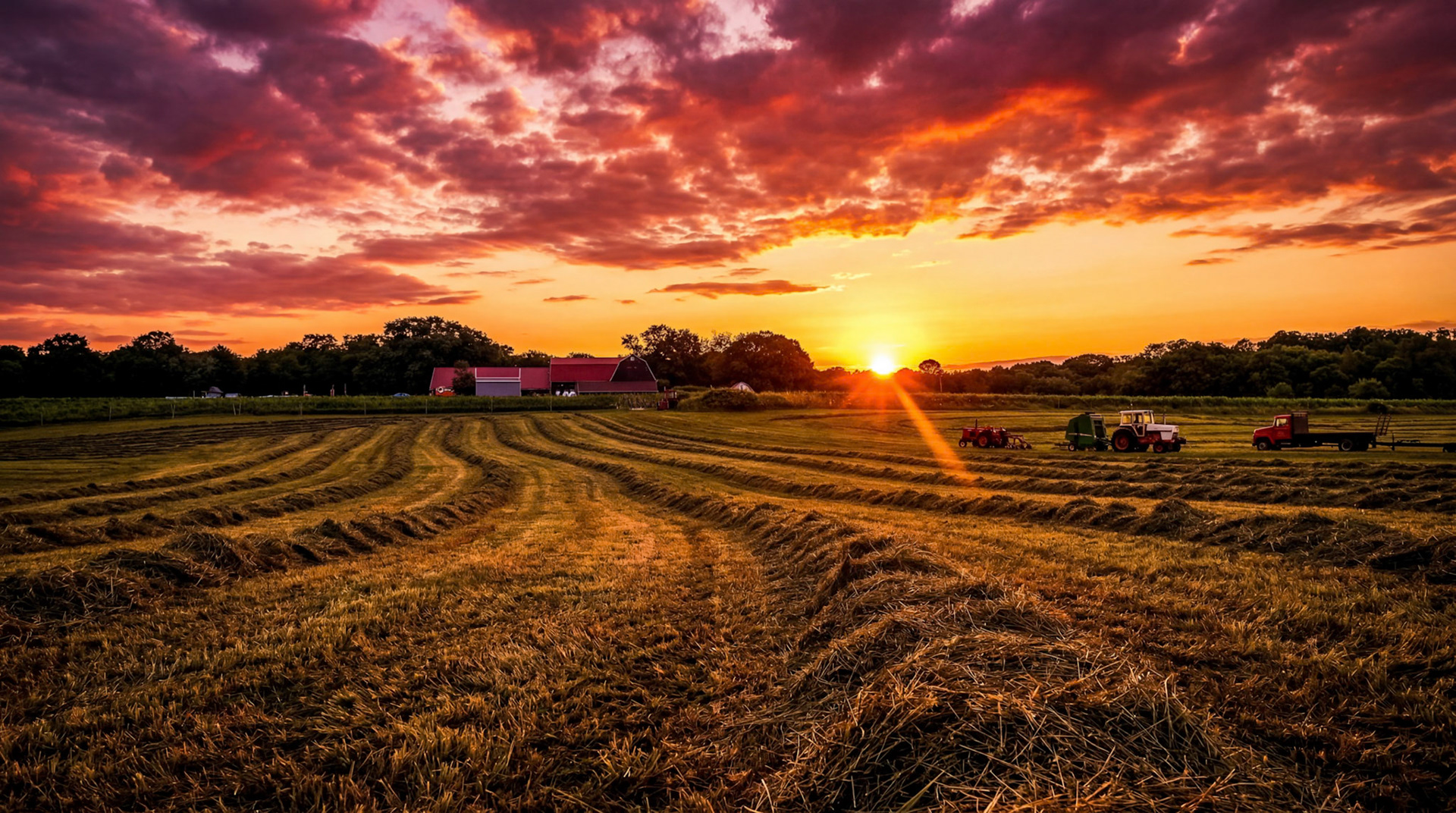 Golden Hour Harvest