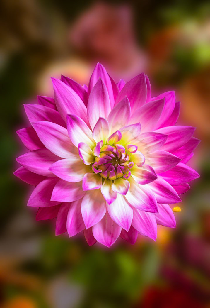 Petal Dance
