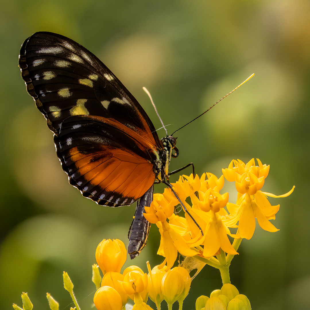 Tiger Longwing on Yellow Blooms