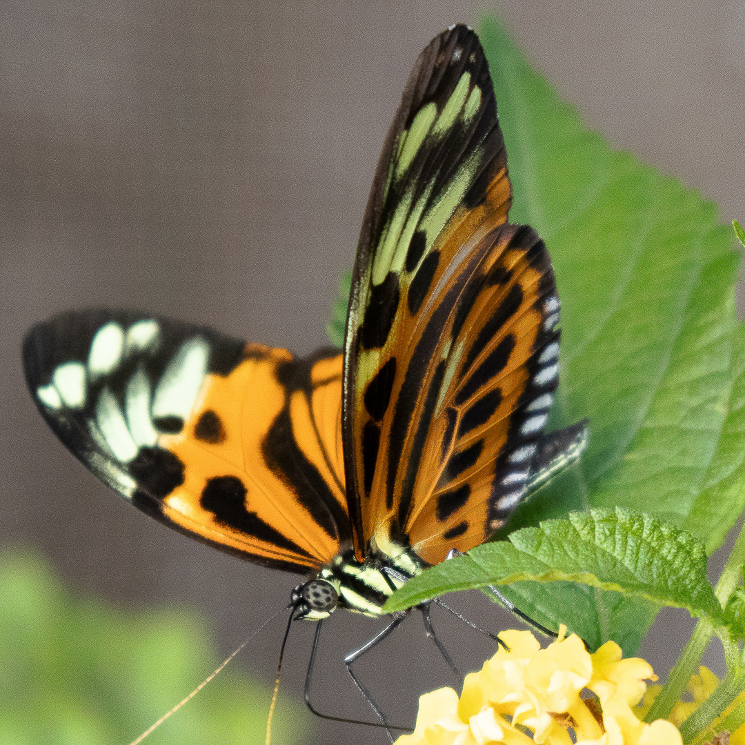 Vibrant Longwing in Repose