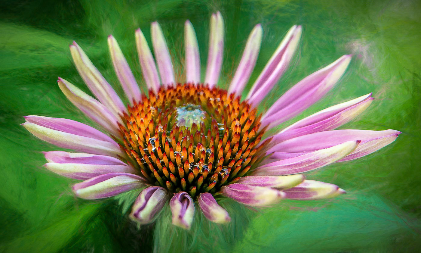 Petals of the Dawn