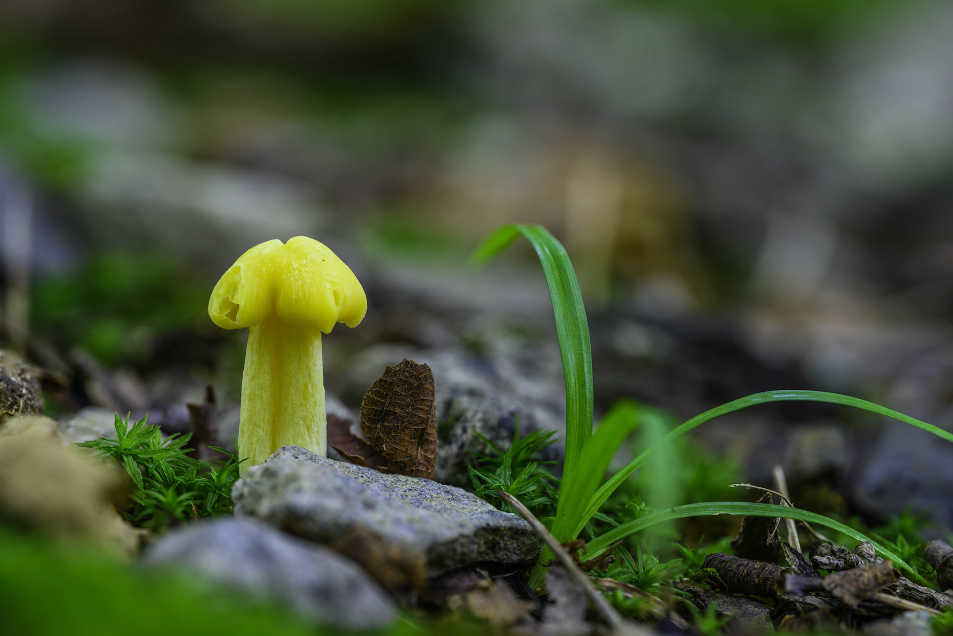 Hygrocybe