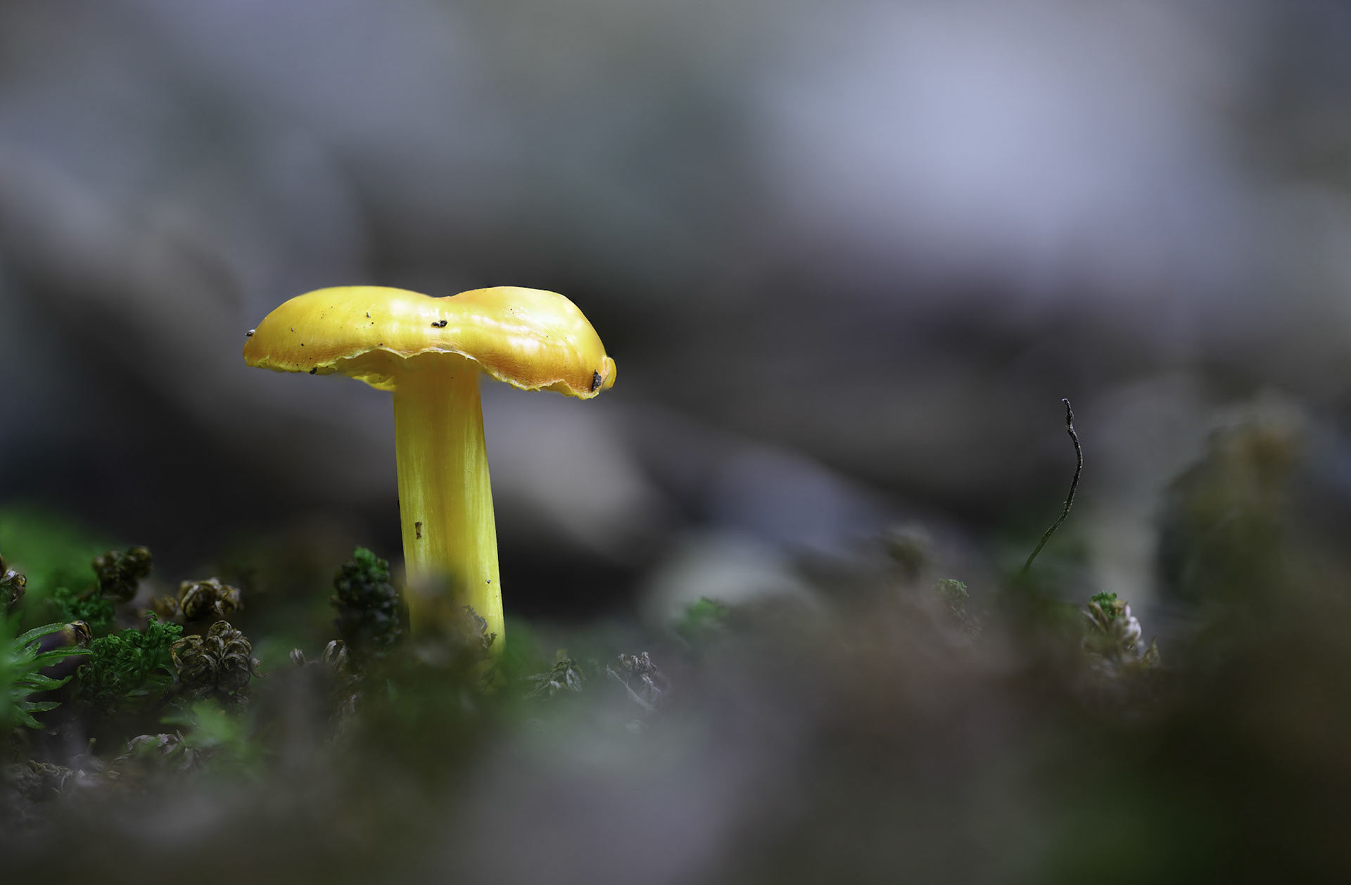 Hygrocybe
