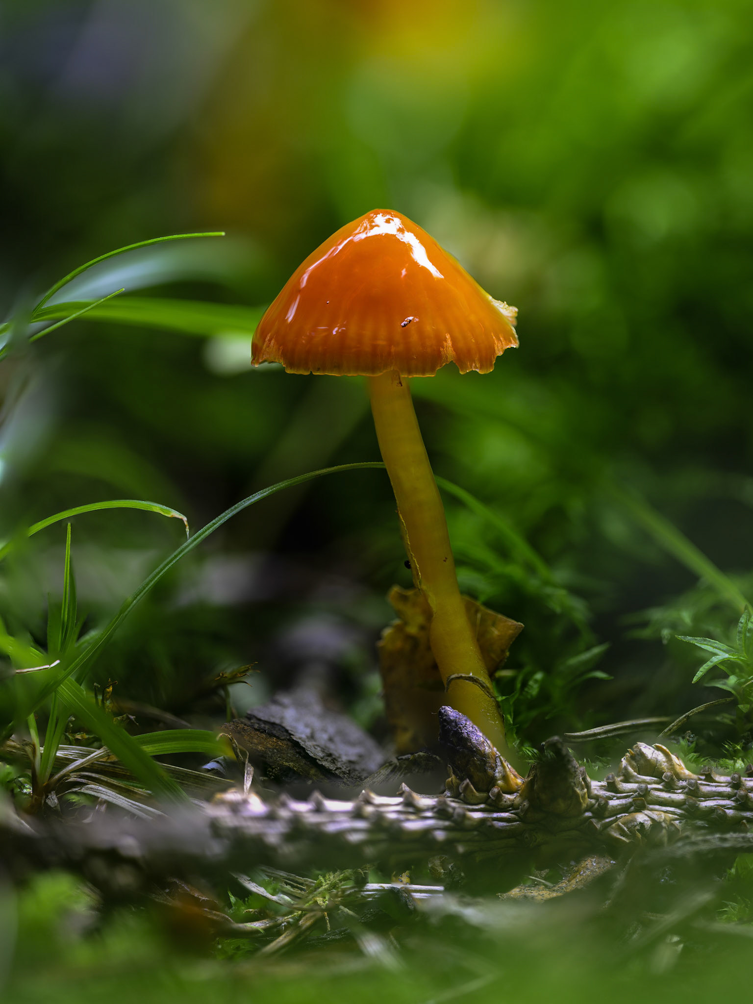 Hygrocybe