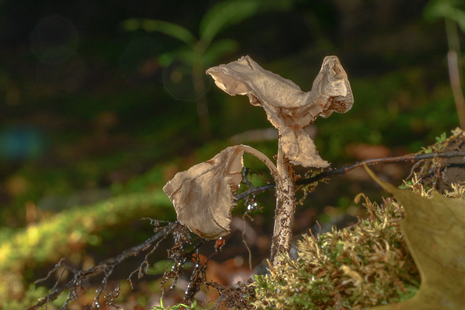Helvella