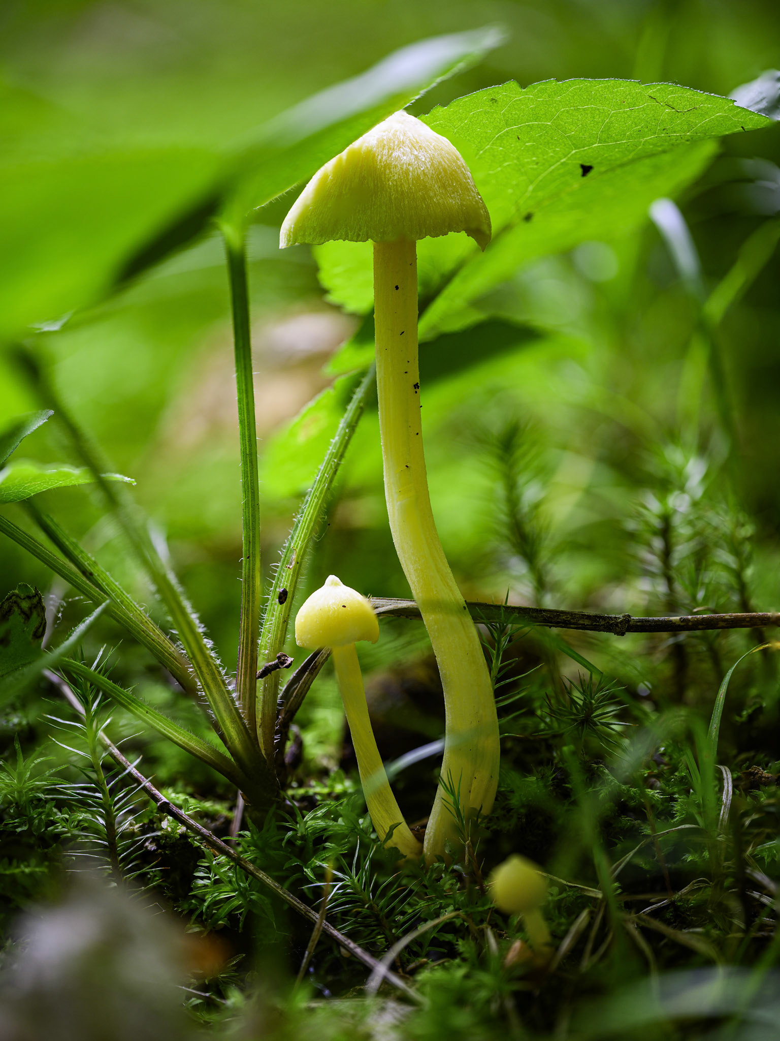 Hygrocybe