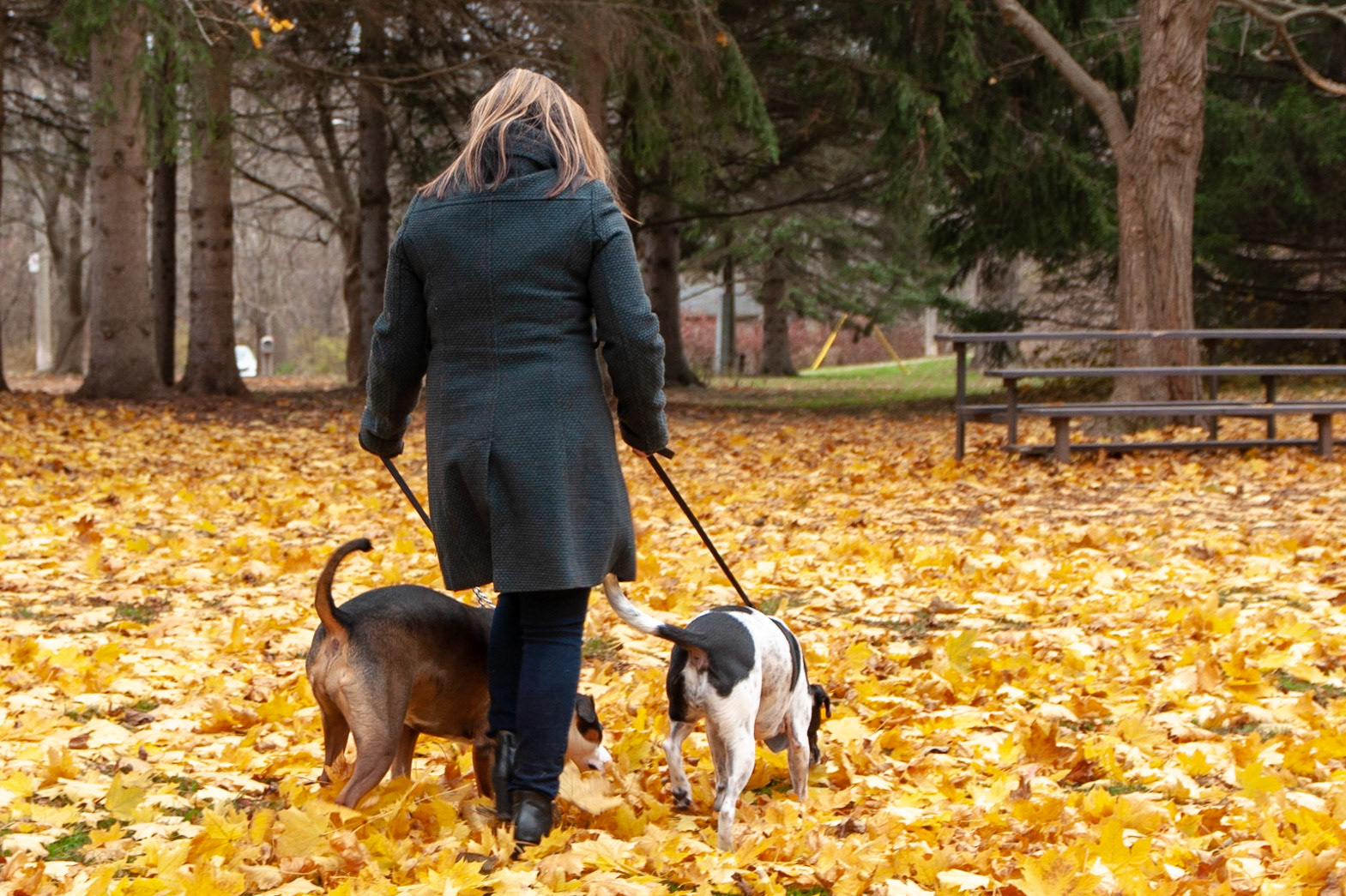 Amber with her dogs at Lowville Park