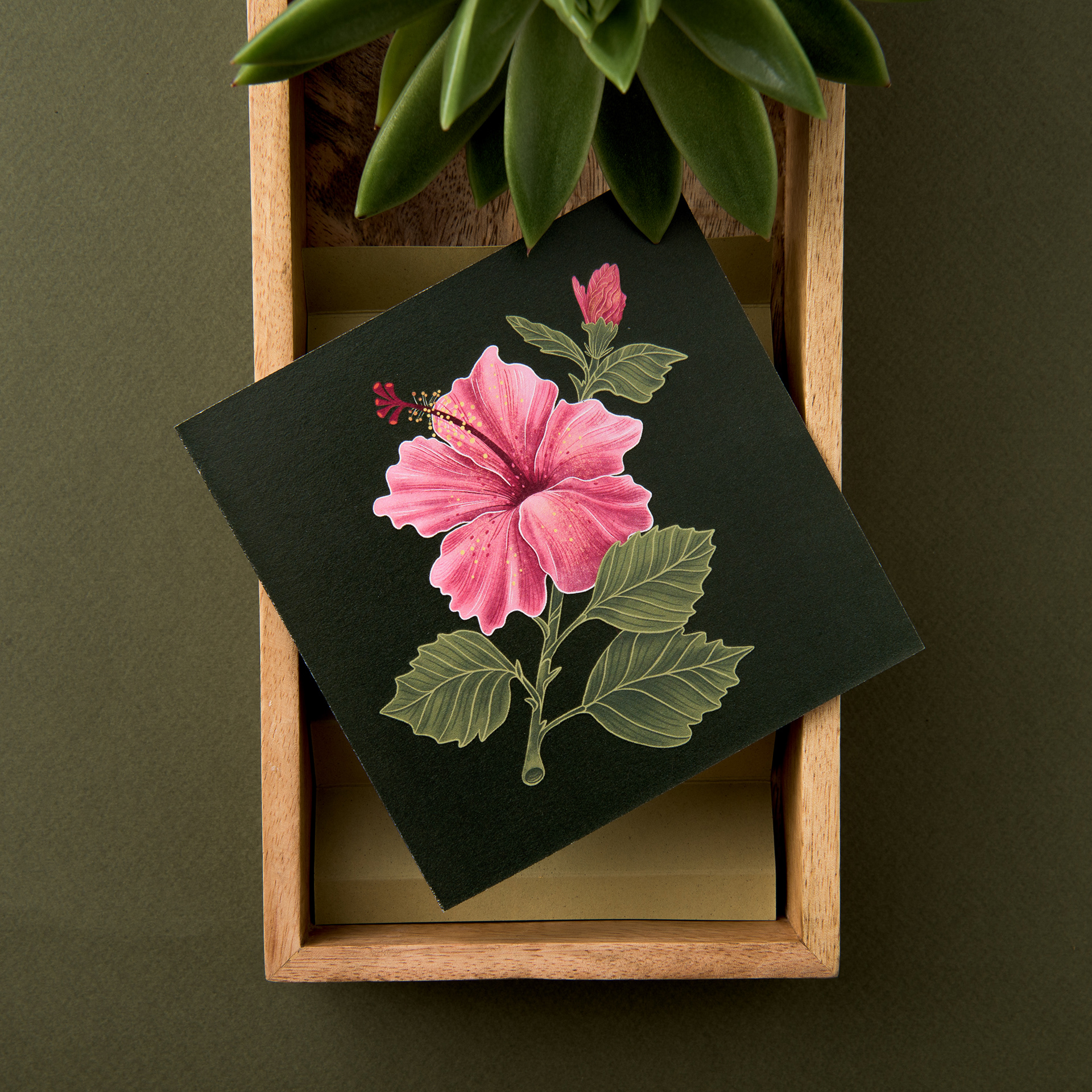 Hibiscus