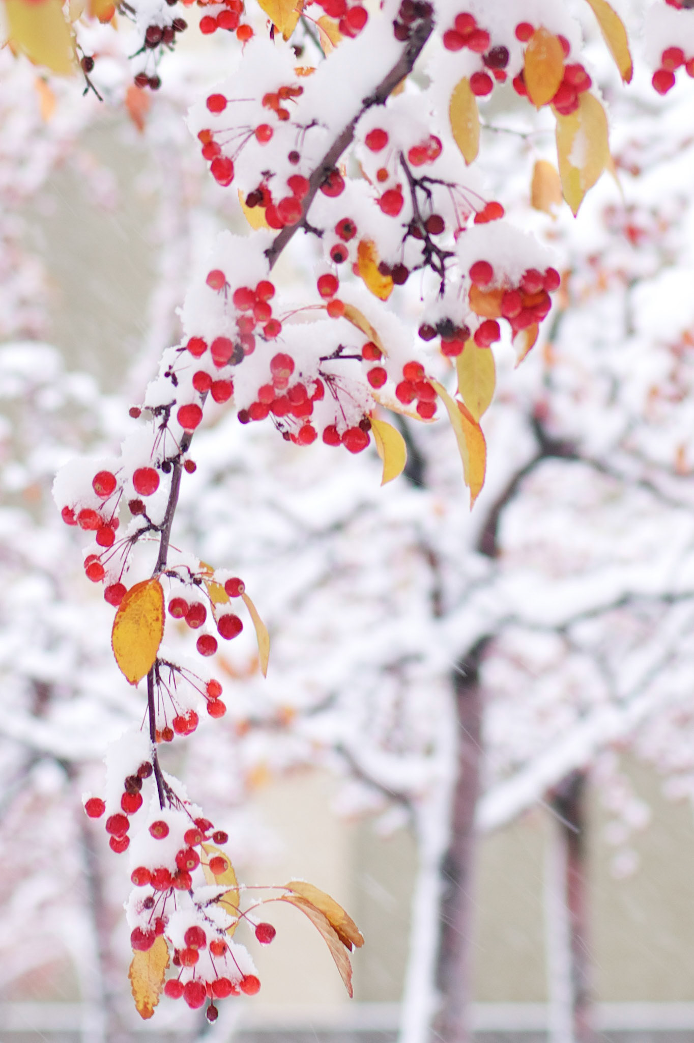 Snow falling in Salt Lake City coats bright red berries on a tree in a city park.