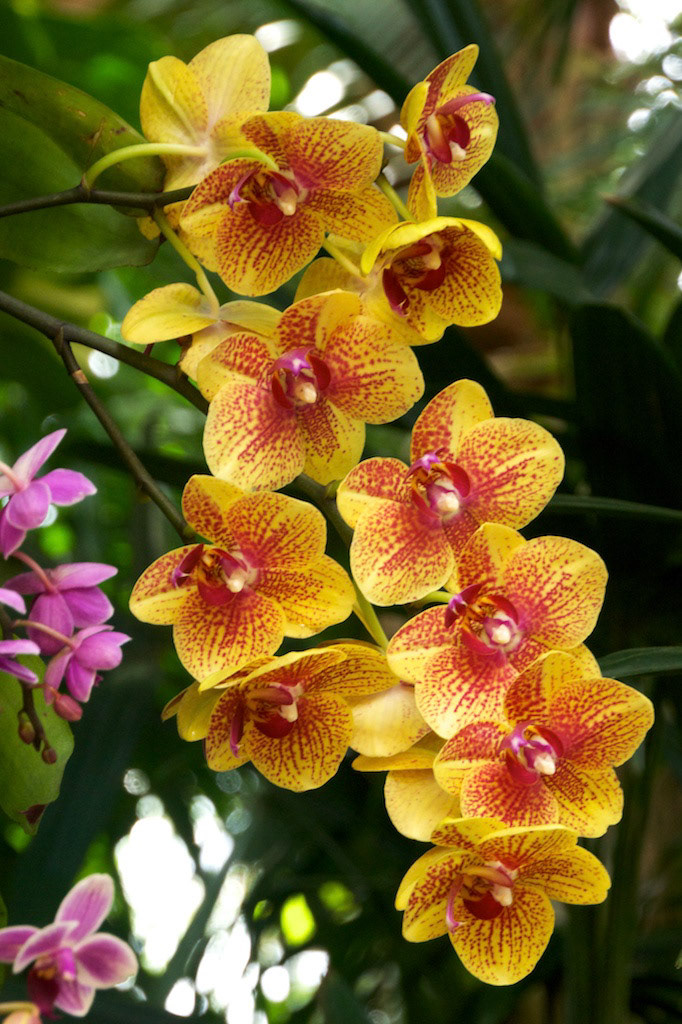 An orchid in the Mexico pavilion garden at Epcot.