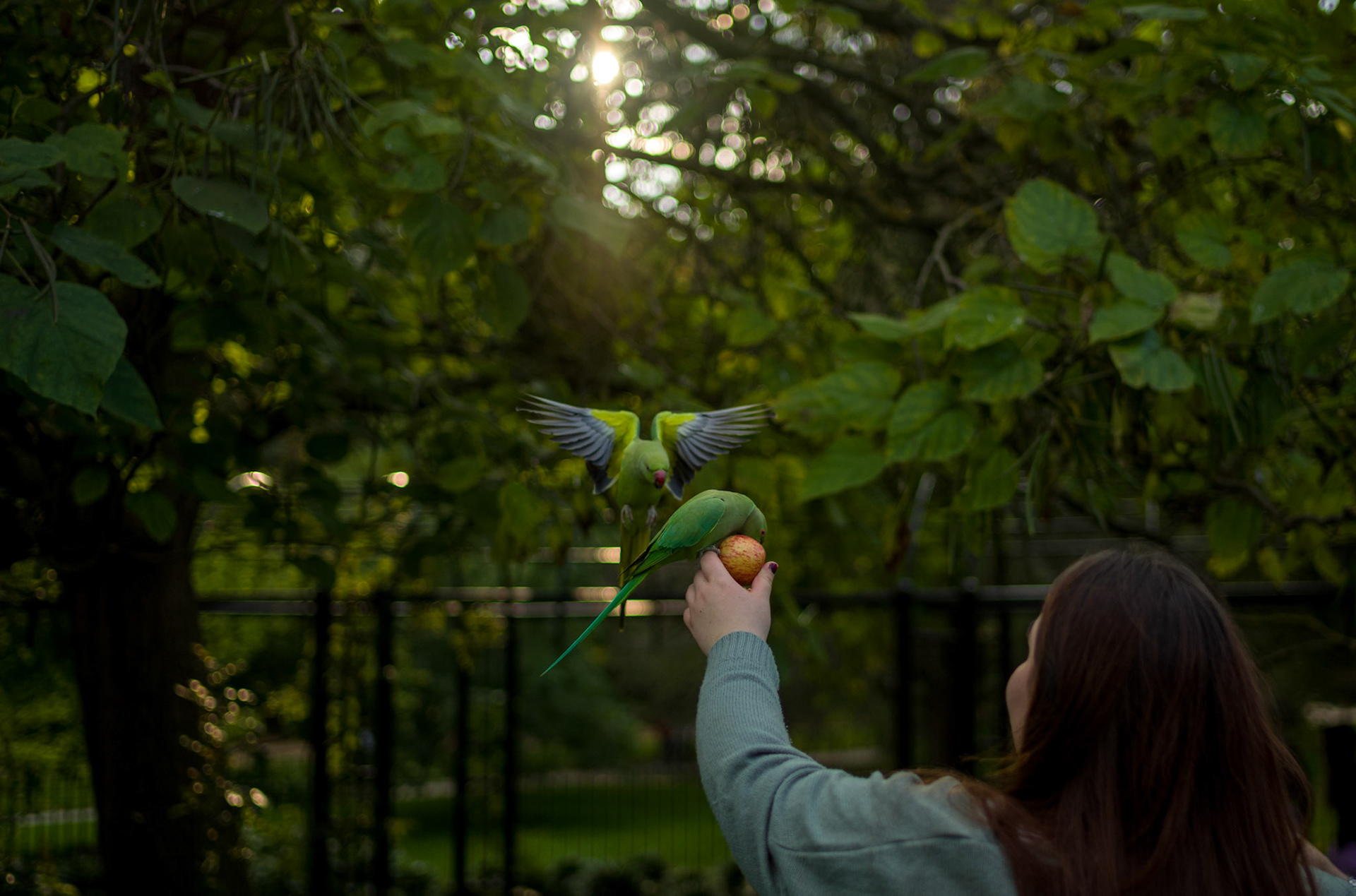 Parrots Eat a Apple at Hyde Park