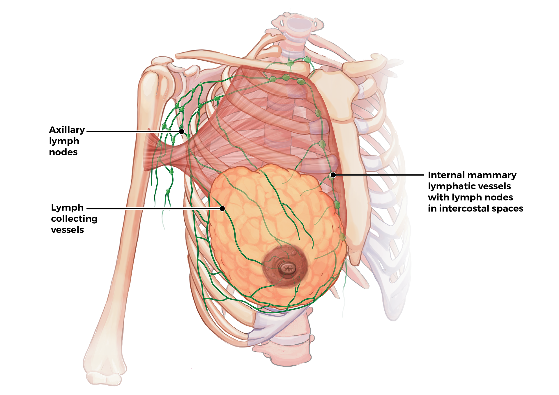 Breast Anatomy : Wollongong University 