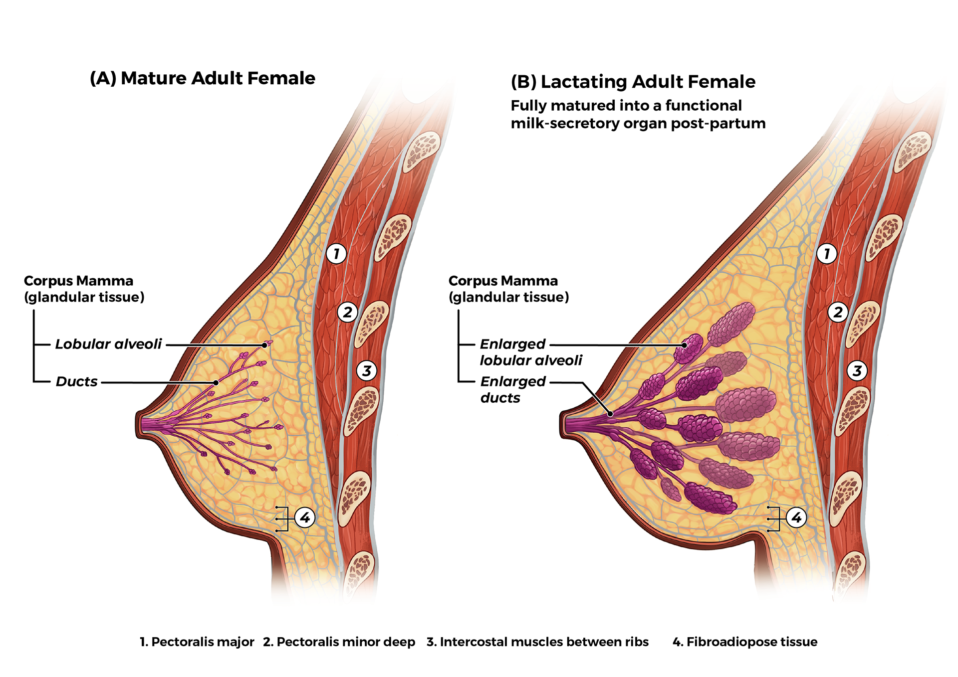Breast Anatomy : Wollongong University 