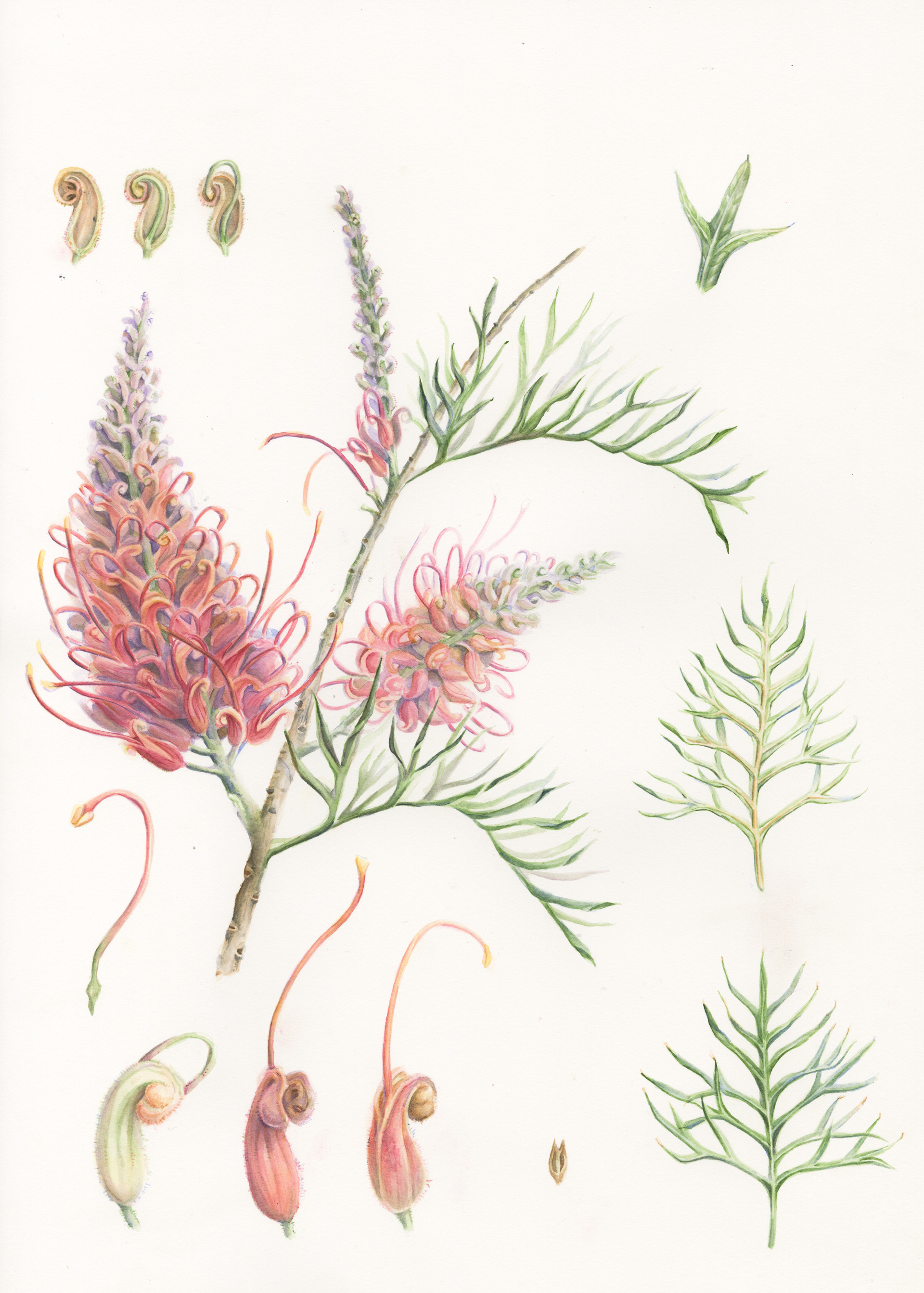 Grevillea Botanical Illustration