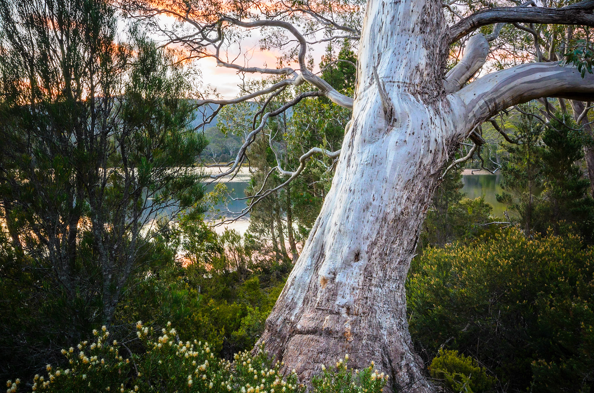 Shadow Lake 1