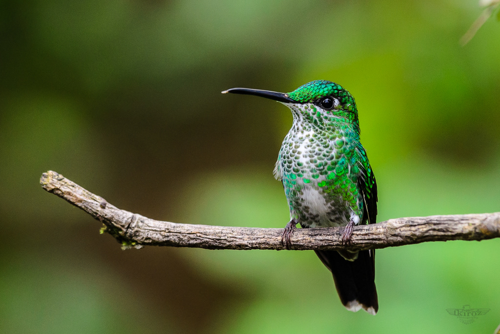 Green-crowned brilliant (diamante frentiverde)
