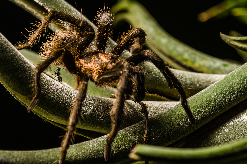 Tarantula spider