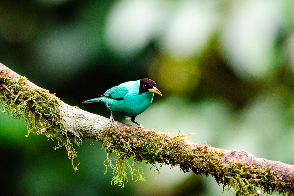 The green honeycreeper (Chlorophanes spiza) (Mielero verde)