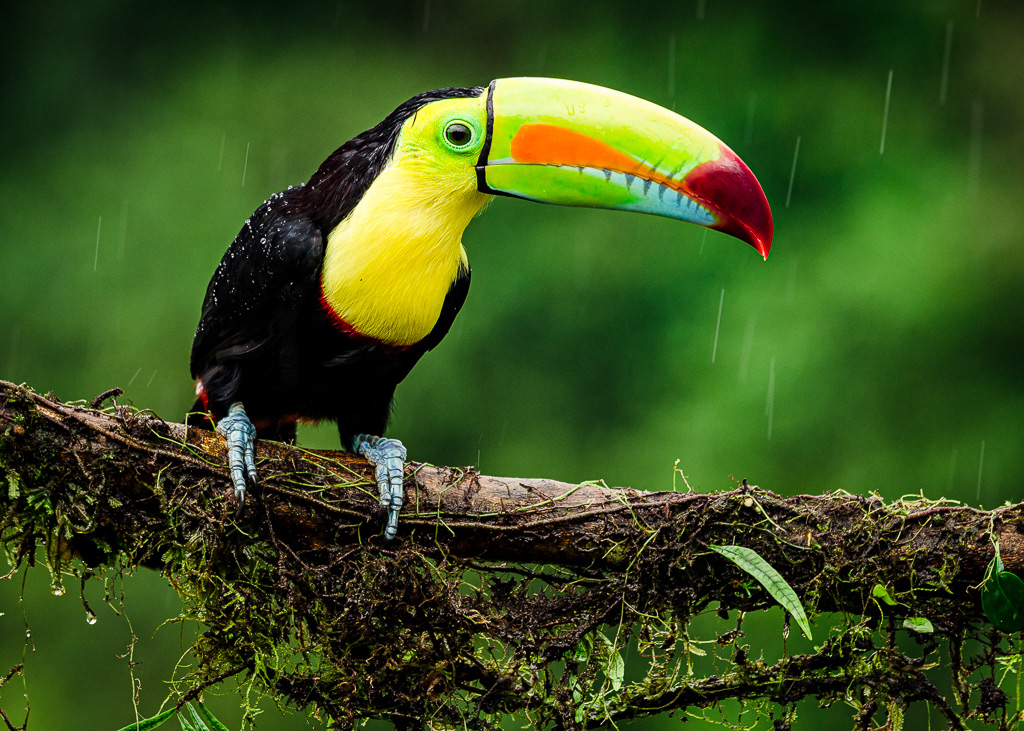 The keel-billed toucan (Ramphastos sulfuratus) (Tucán Picoiris)