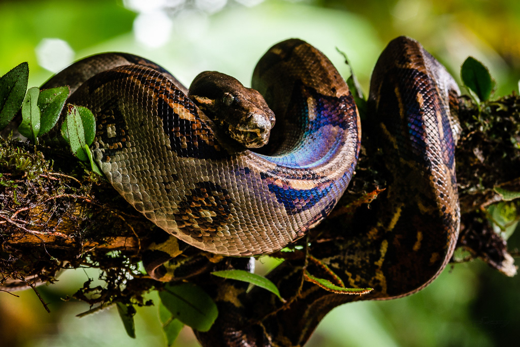 Boa constrictor