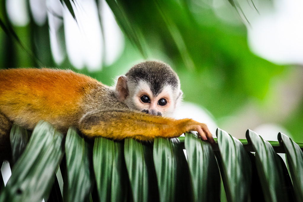 Squirrel monkey (Mono ardilla)