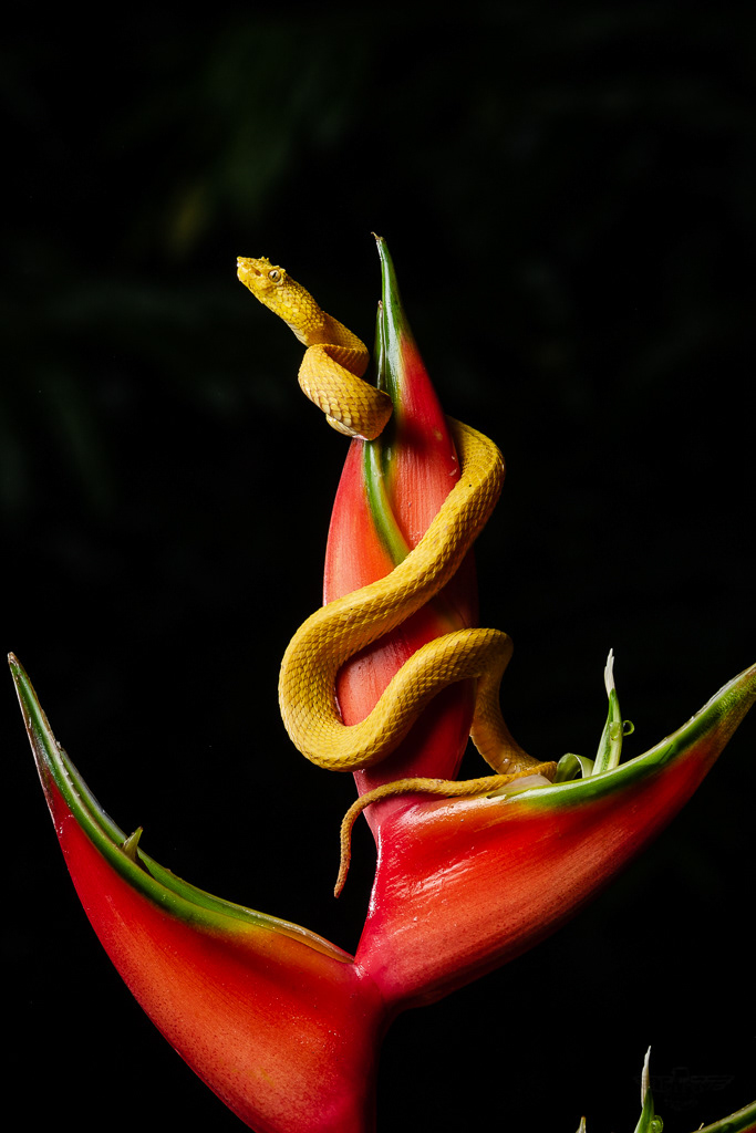 Eyelash Viper (Bothriechis schlegelii) (Bocaracá)