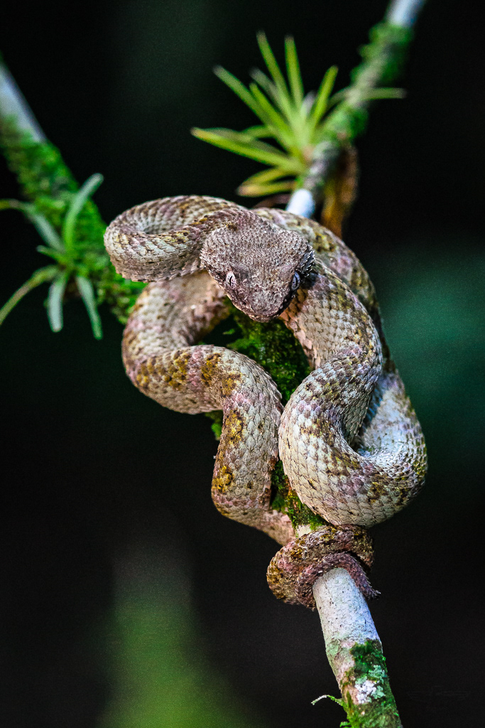 Eyelash Viper (Bothriechis schlegelii) (Oropel)