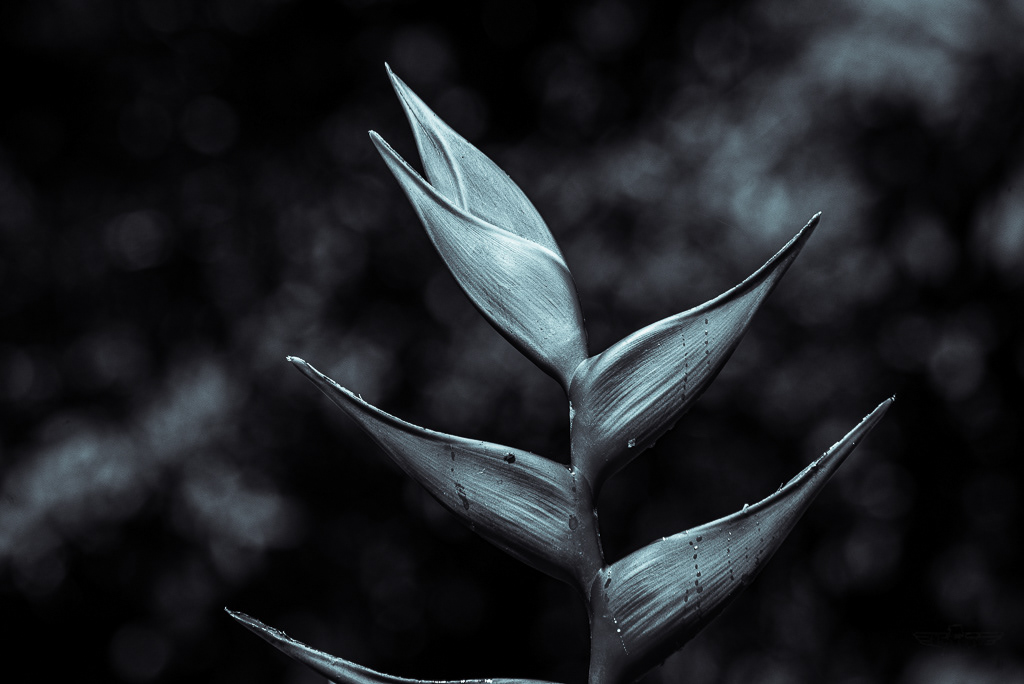 Metallic Heliconia