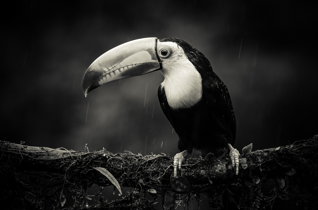 Toucan with Catrina camouflage
