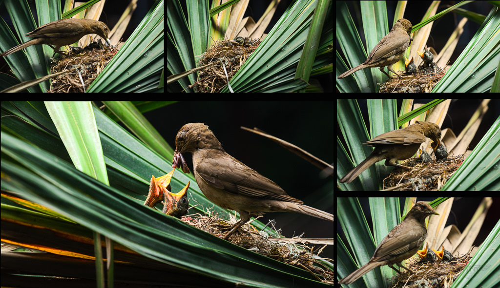 Turdus grayi (Yigüirro)