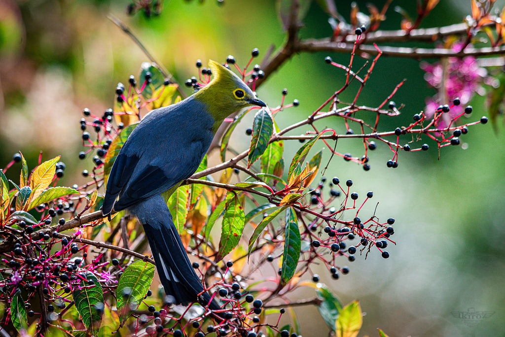 Long-tailed silky-flycatcher (Capulinero colilargo)
