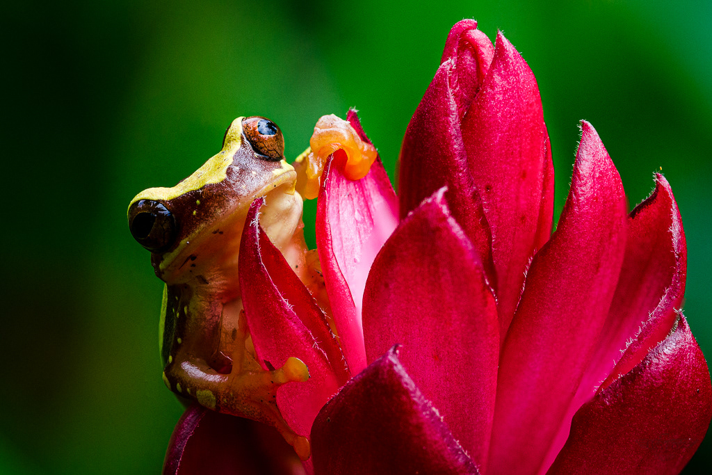 Hourglass treefrog (Dendropsophus ebraccatus)