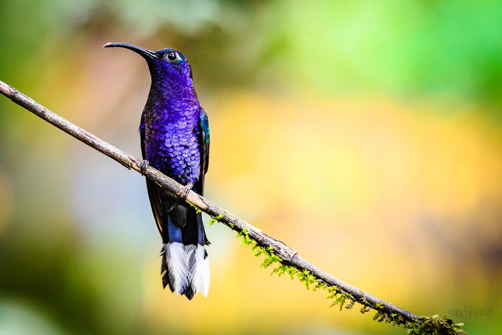 Violet sabrewing (Colibrí morado)