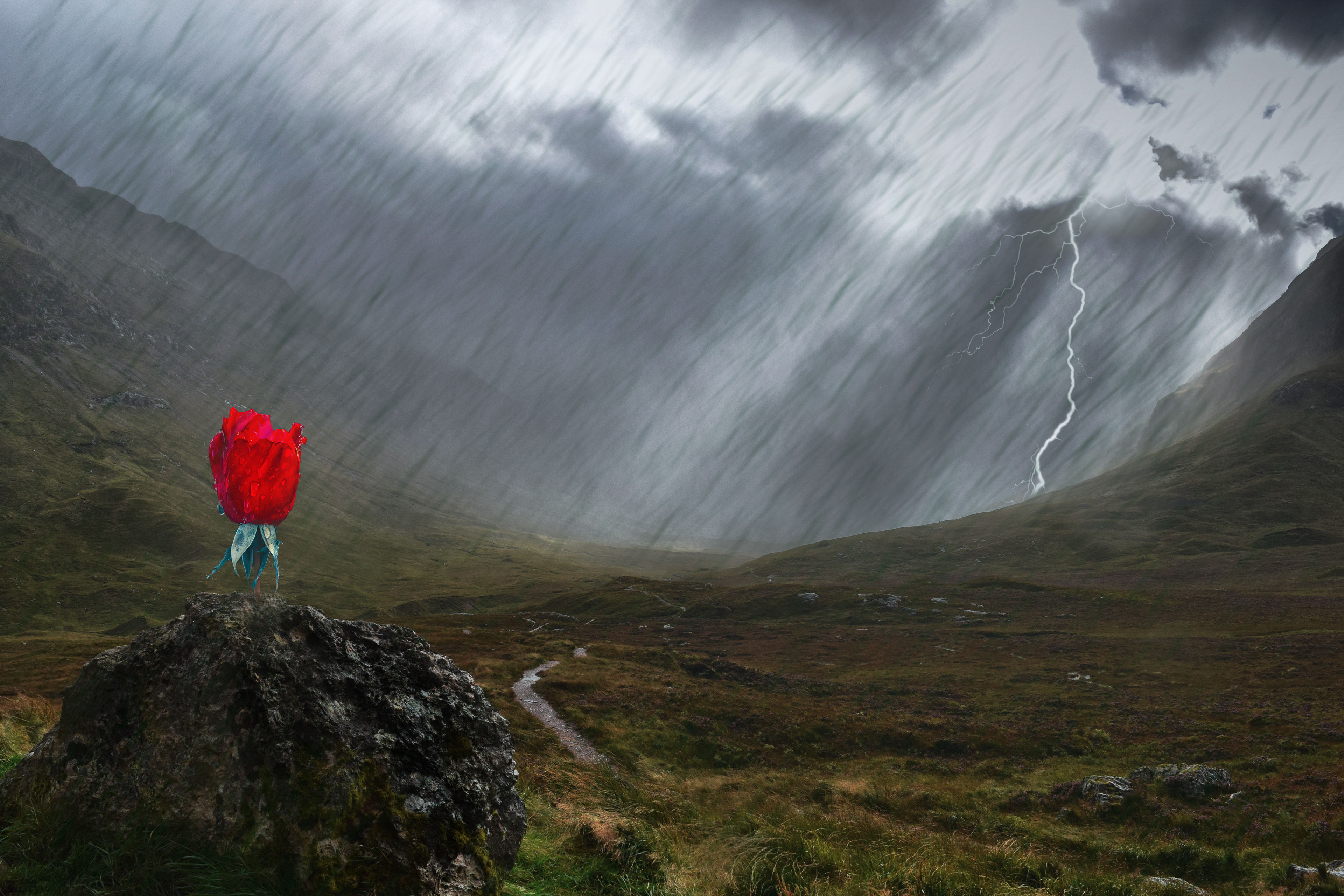 Lone Rose in the Storm