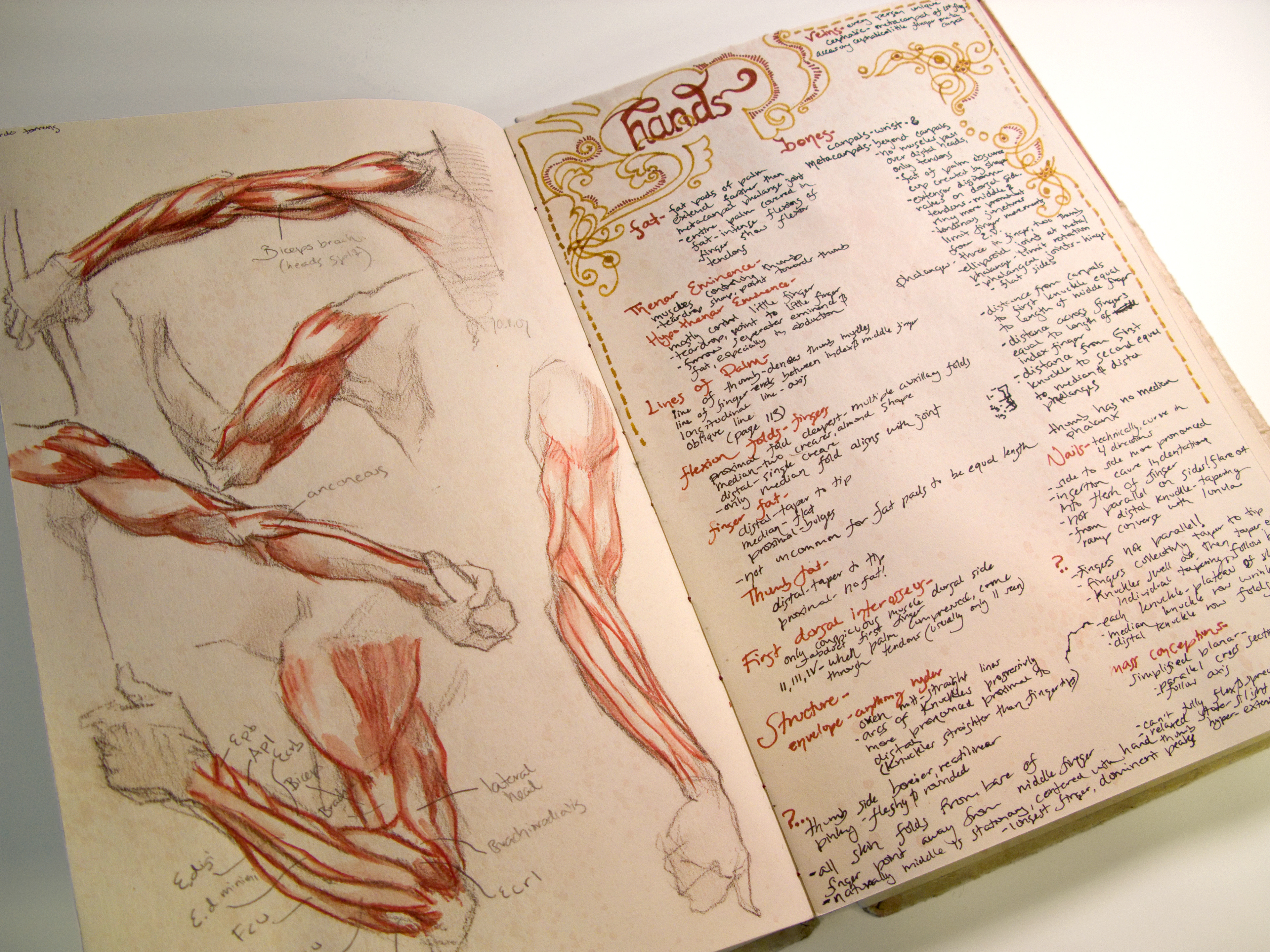 When I made the book, I didn't have a plan for it. But it turned out perfect for my anatomy class notes and drawings. I became very carefully to keep the colors and style consistent.