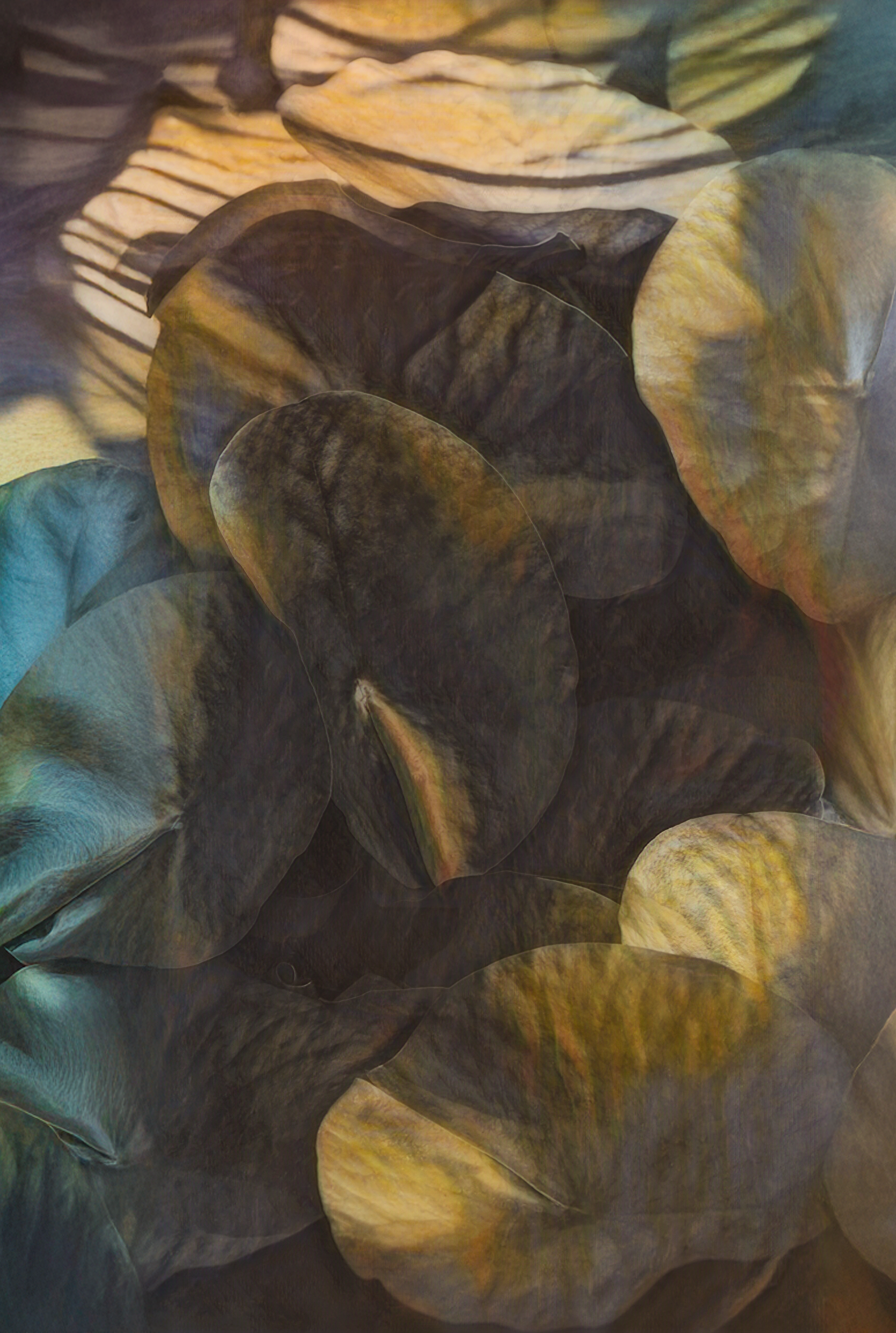 Lillies // Nature Symphonies