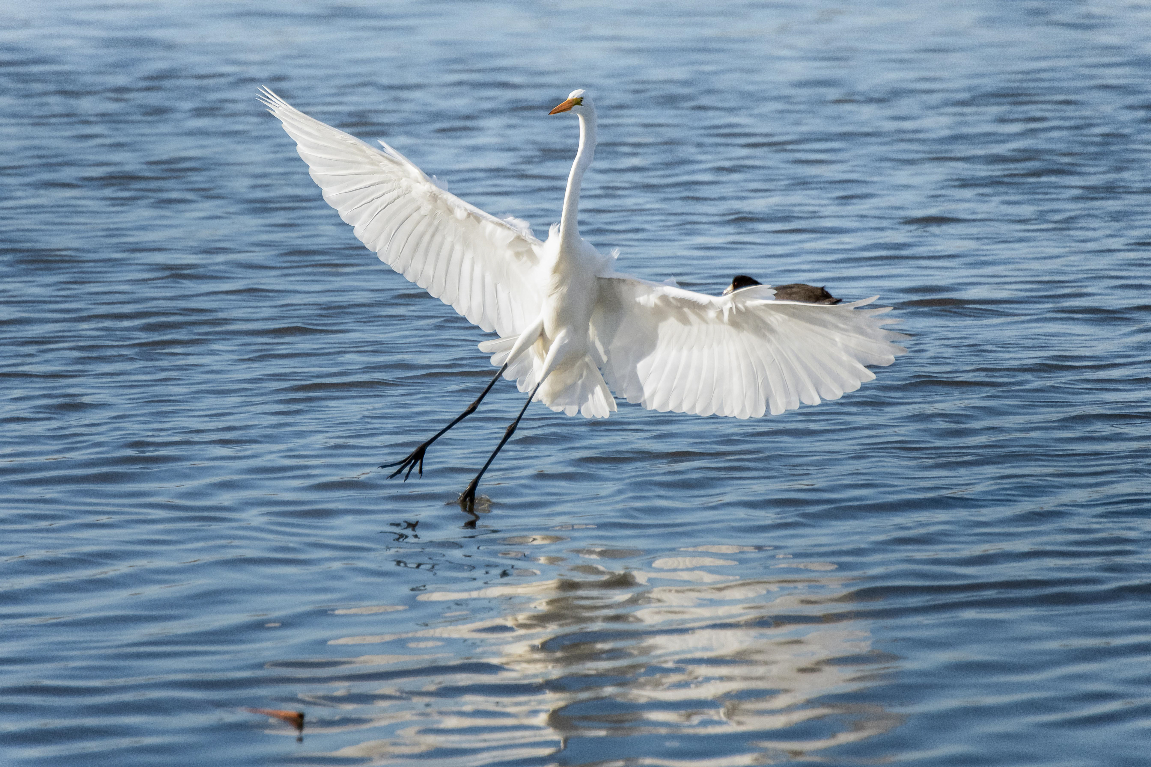 Great Egret