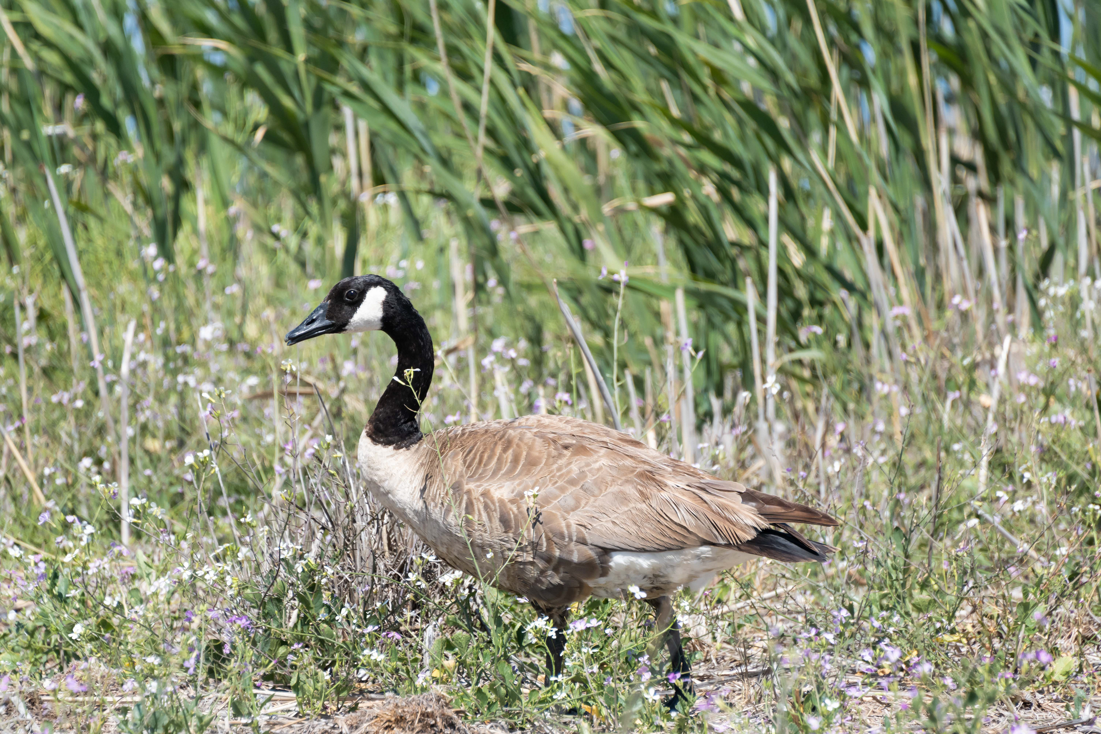 Canada Goose