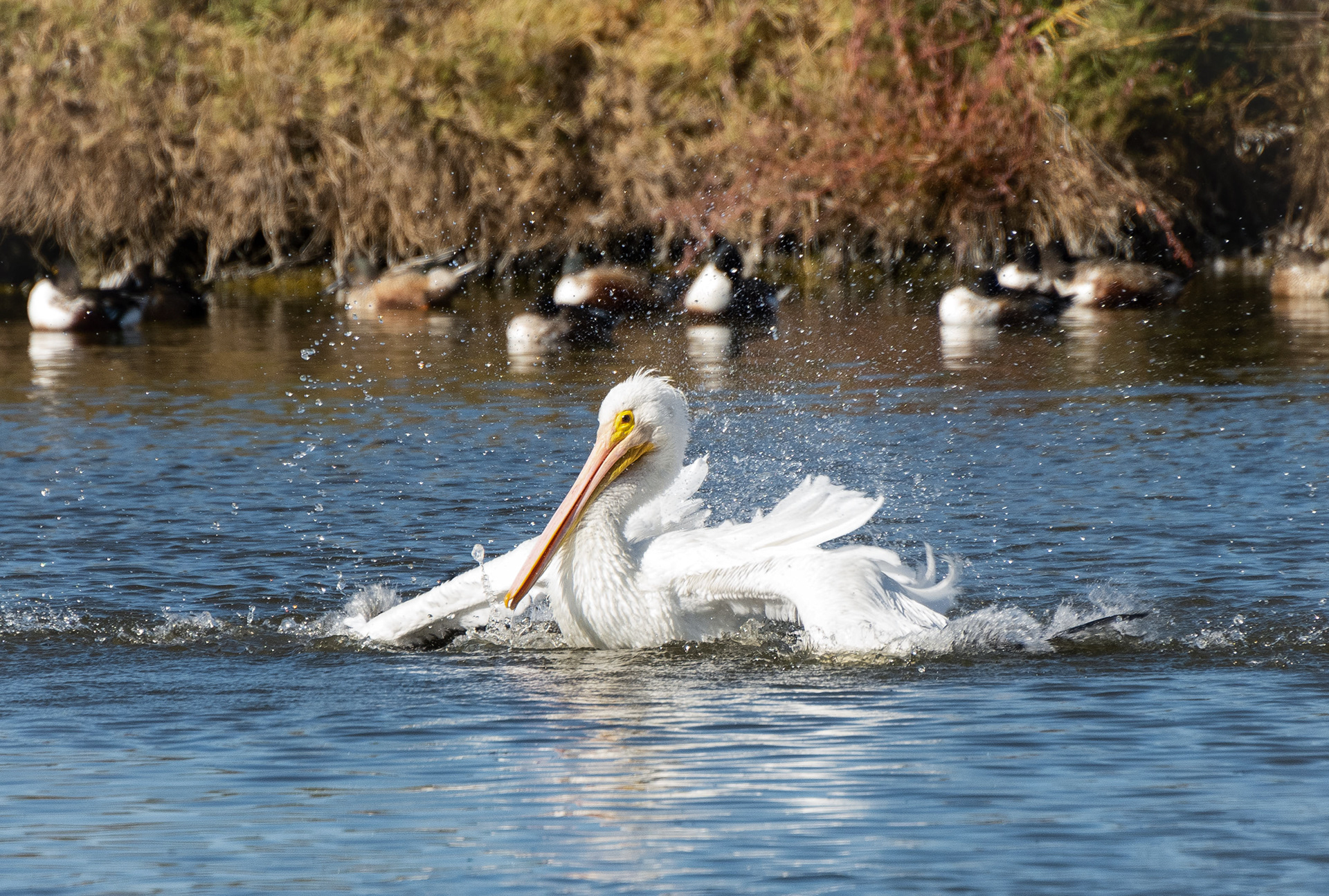 American White Pelican