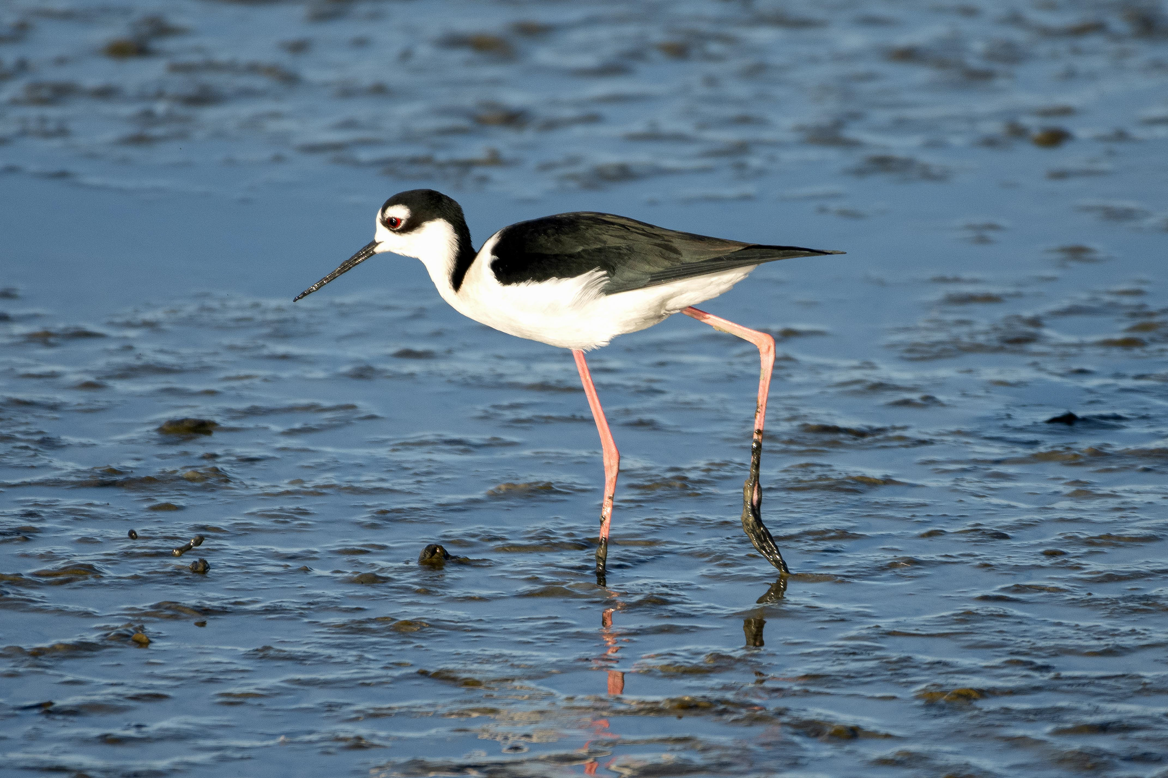 Black-necked Stilt