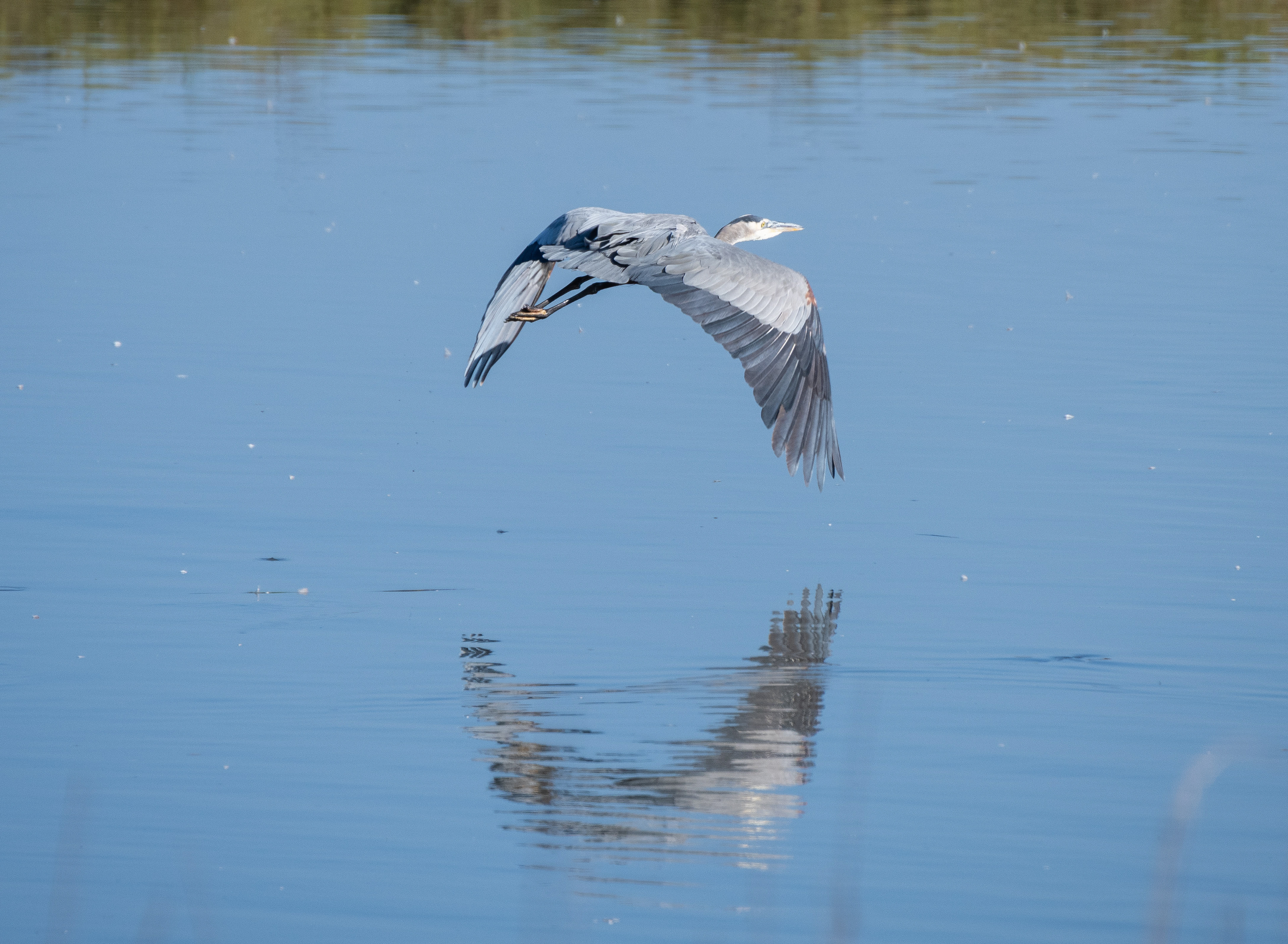 Great Blue Heron