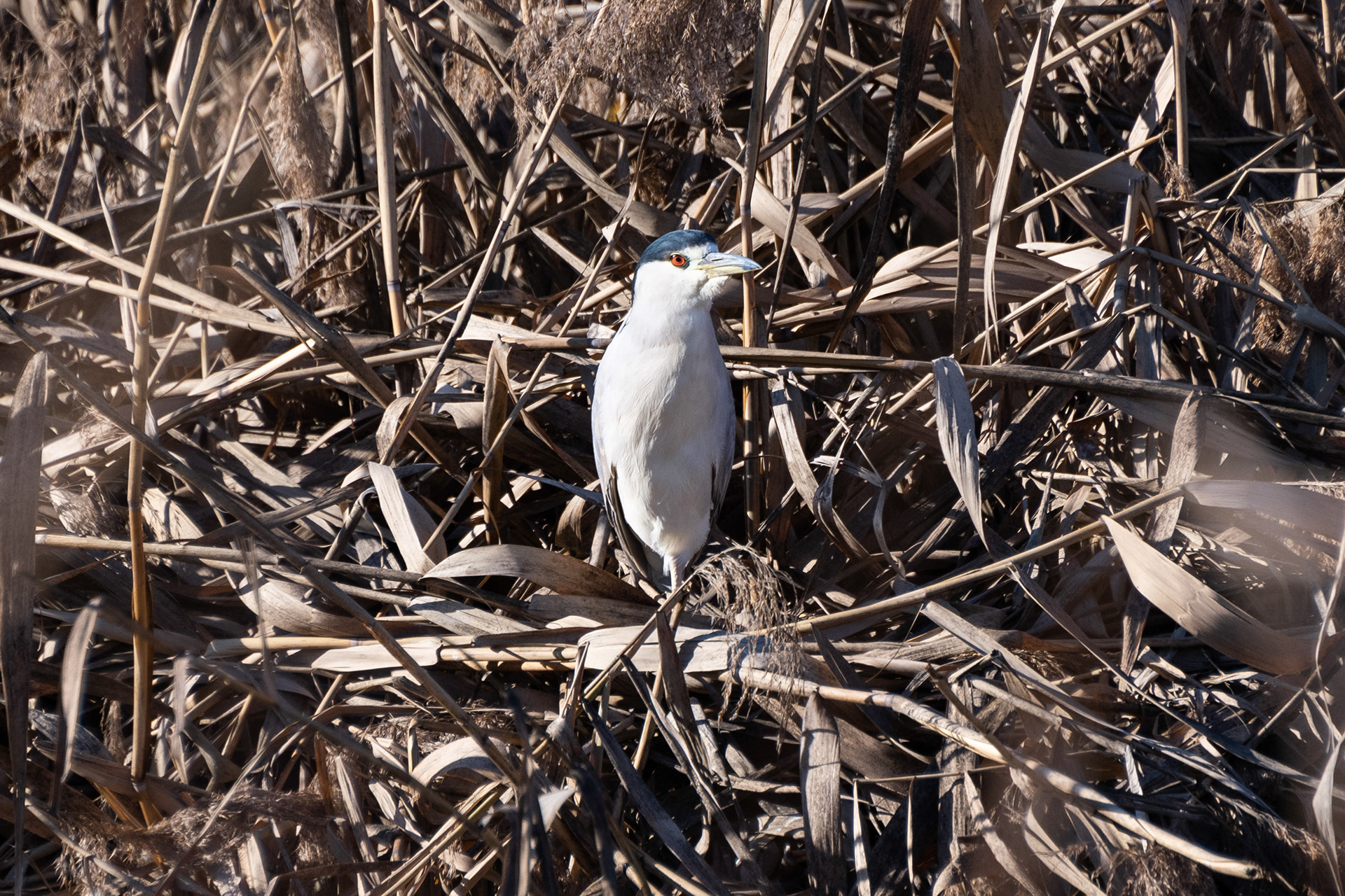  Black-crowned Night-Heron