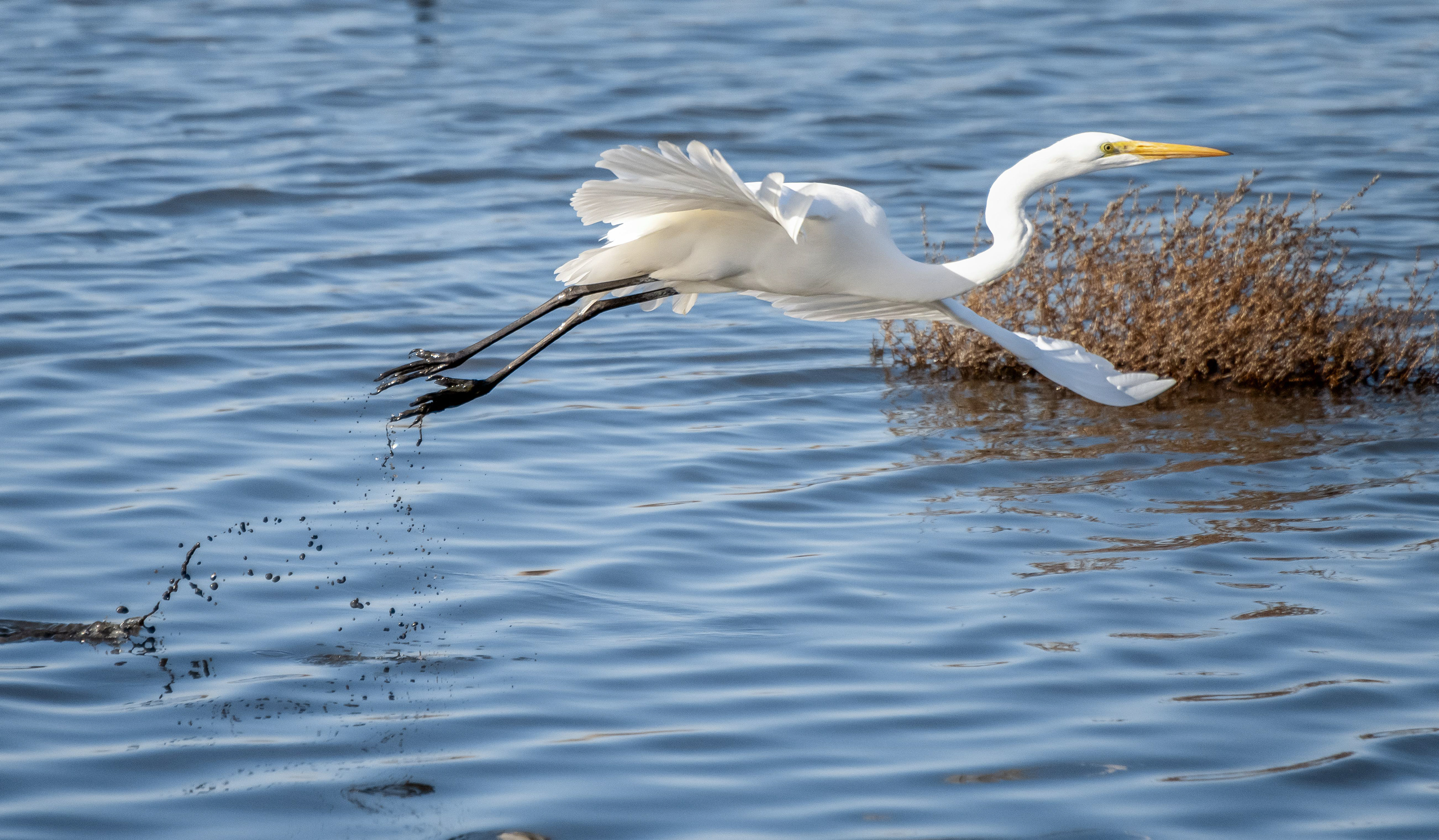 Great Egret