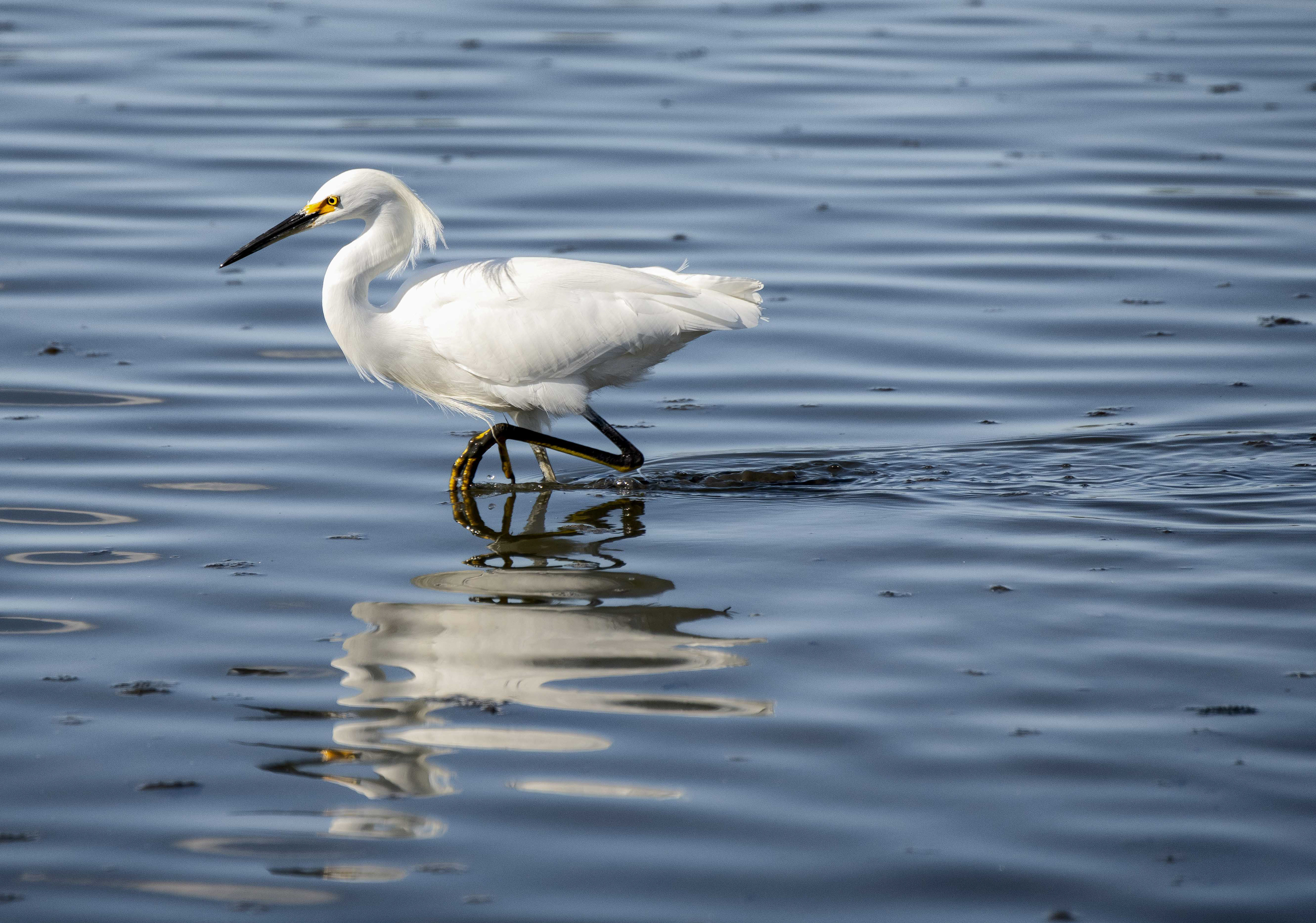 Snowy Egret