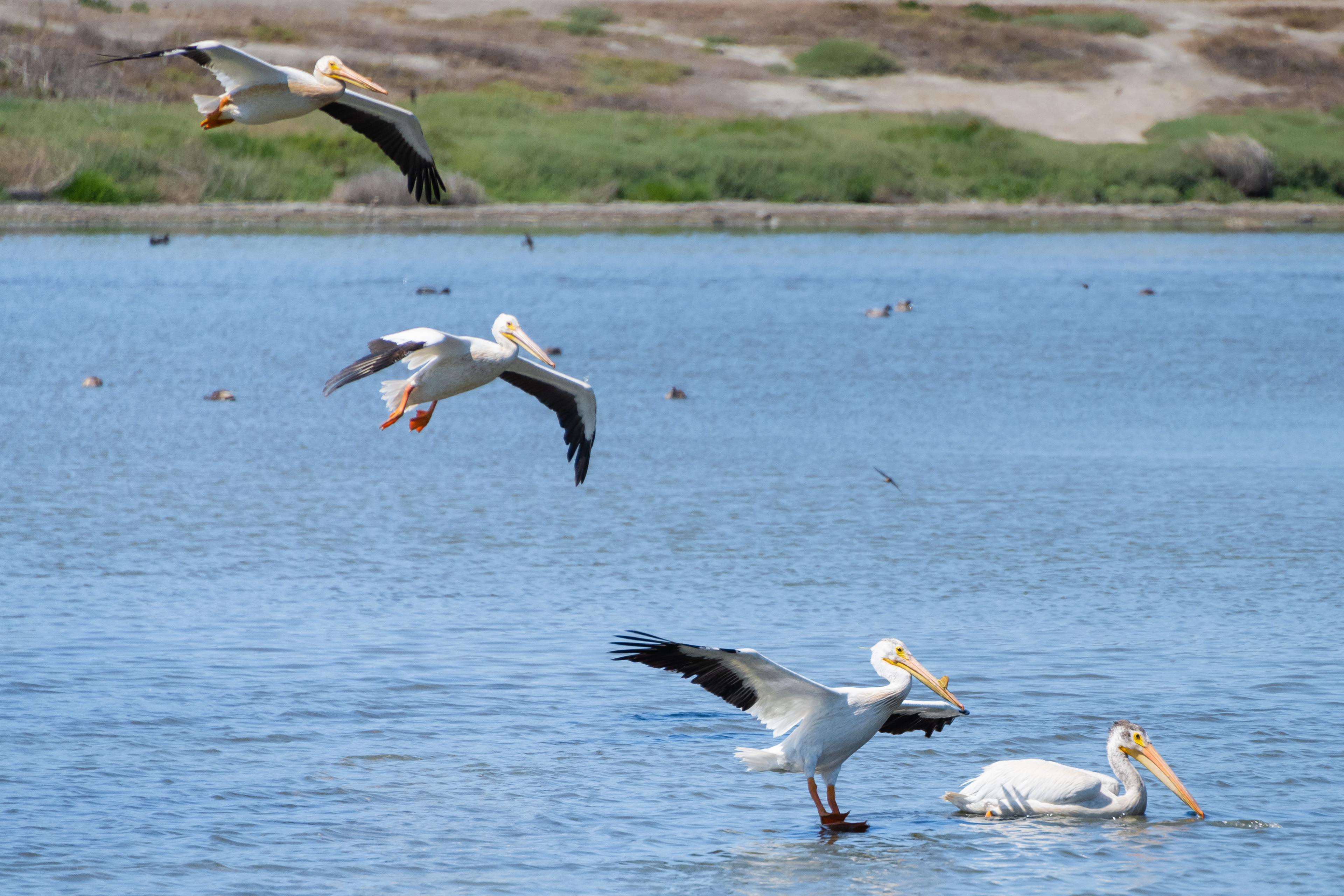 American White Pelicans