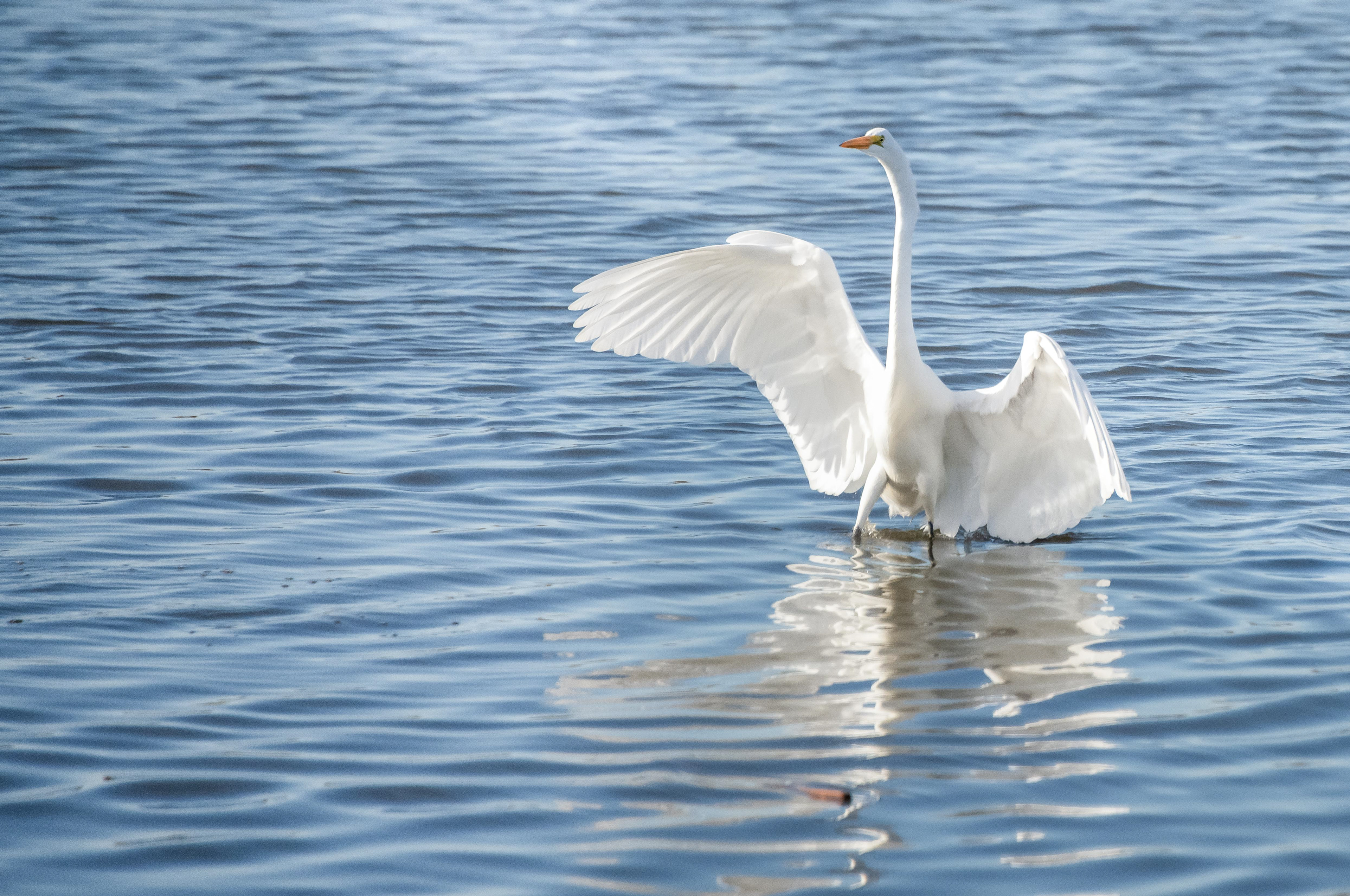 Great Egret