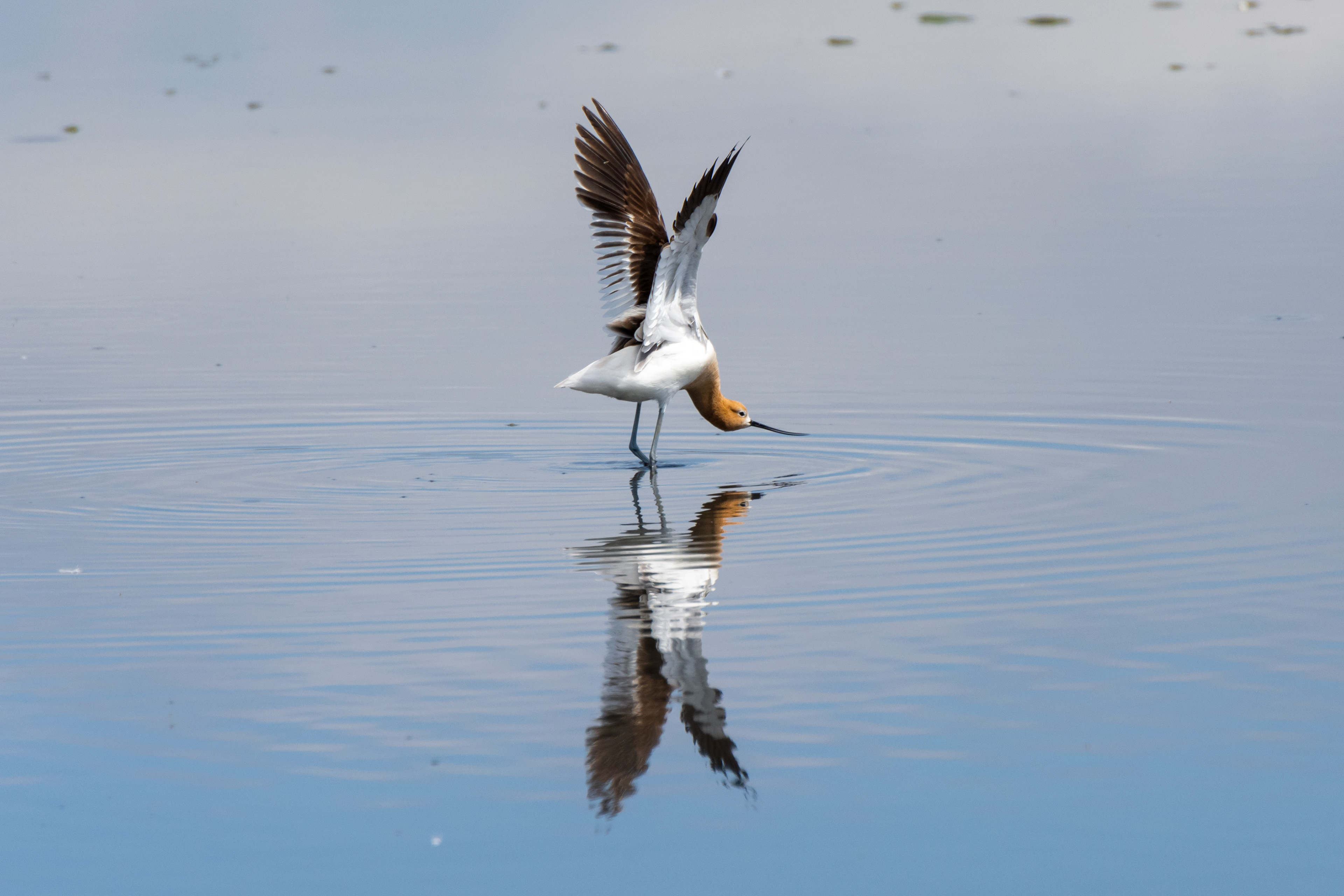 American Avocet
